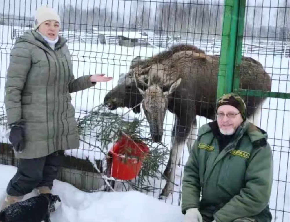 Нижегородцам рассказали, как сейчас себя чувствуют спасенные весной лосята
