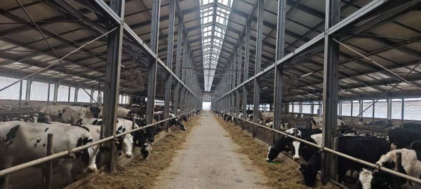 Сельхозкомпания из Дивеевского округа вошла в проект «Производительность труда»