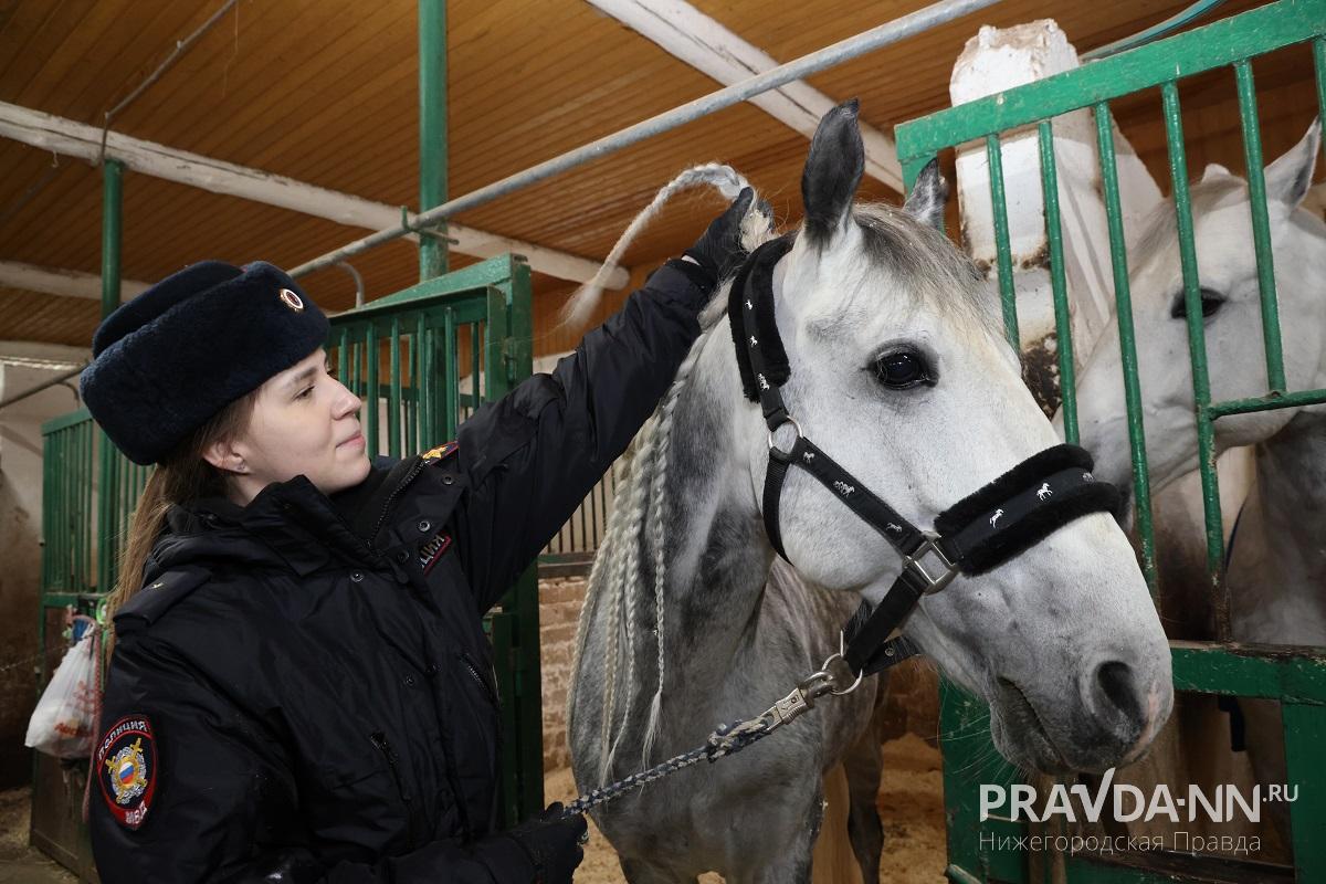Габардину нравятся косички