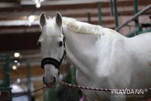 Александр Воложанин