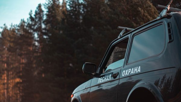 Более 3 тысяч гектаров нижегородских лесов обследовали в 2025&nbsp;году