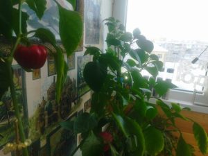 «Нет ничего проще»: нижегородка поделилась секретами выращивания перцев на балконе зимой