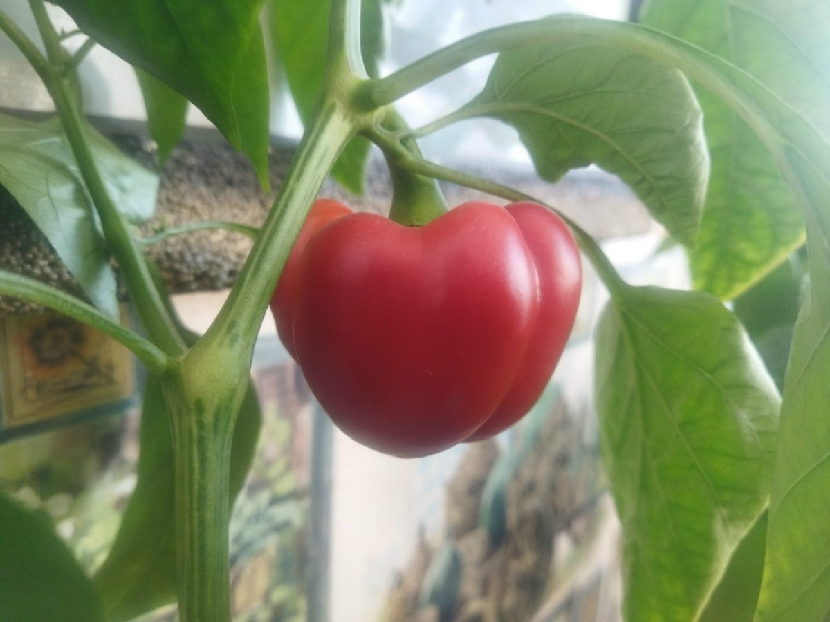 Семена для посадки взяты из обычного перца, купленного в магазине