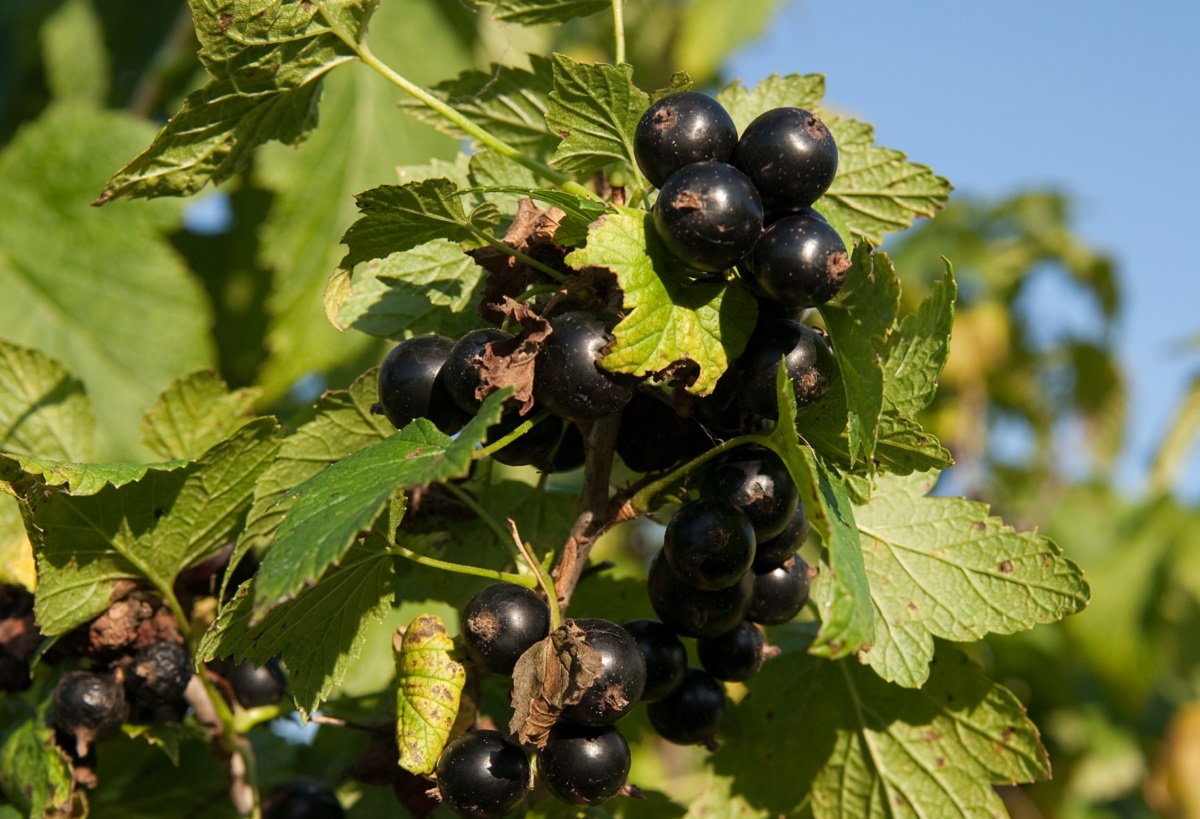 Садоводам дали совет, как ухаживать за смородиной
