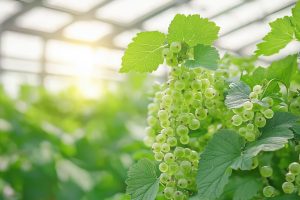 Может ли черная смородина быть зелёной: что рассказали селекционеры&nbsp;