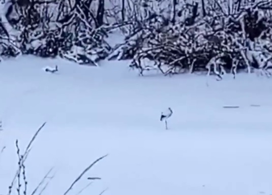 Под Перевозом вновь заметили аиста, который не улетел на юга и остался зимовать