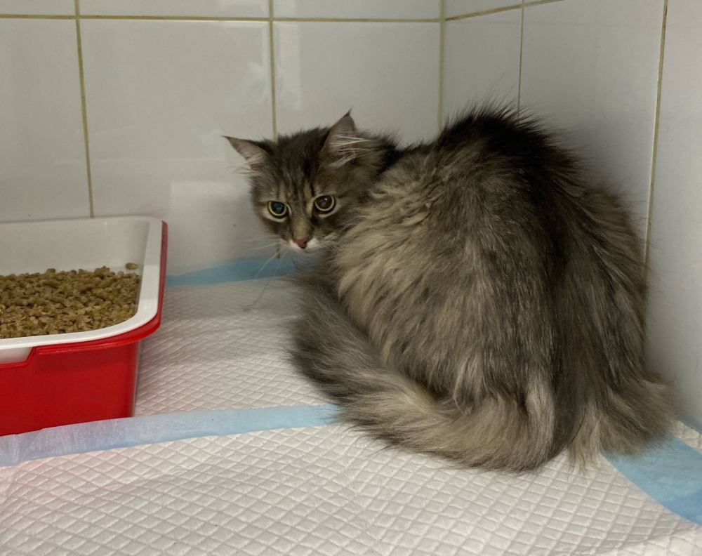 Фото: Группа "Сострадание НН"