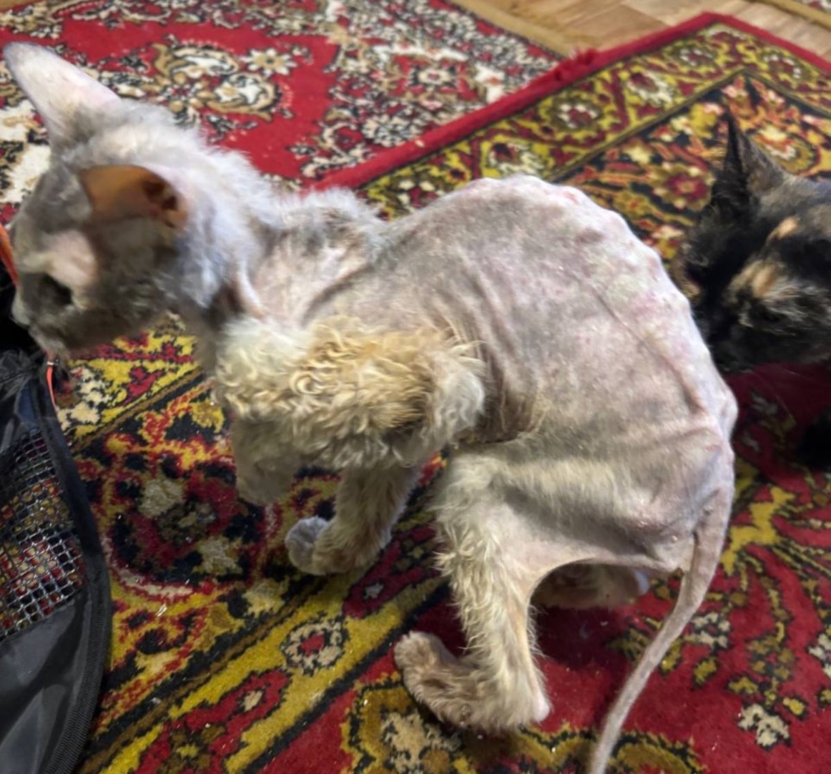 Кошку-скелета спасли нижегородские волонтеры