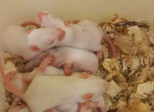 Эксперимент по лечению сахарного диабета проведут на крысятах ученые