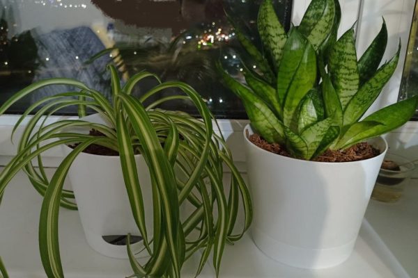 Эколог Никишина рассказала, какие растения покупать для дома, где есть&nbsp;дети