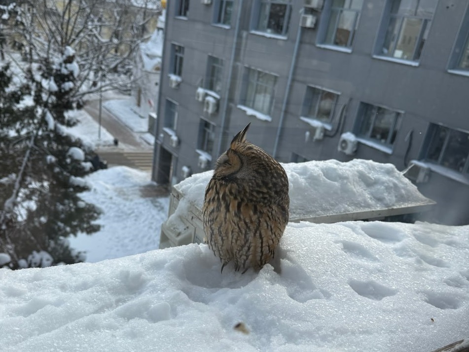 Травмированную сову спасли в Нижегородском кремле