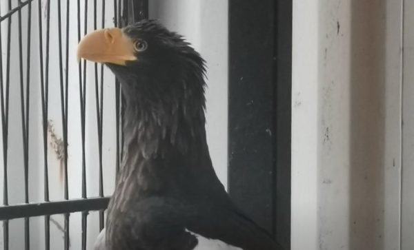 Белоплечего орлана спасли в Нижнем Новгороде