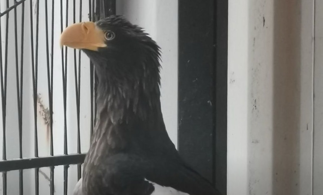 Белоплечего орлана спасли в Нижнем Новгороде