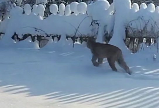 Бесстрашная рысь забрела в посёлок в Варнавинском округе