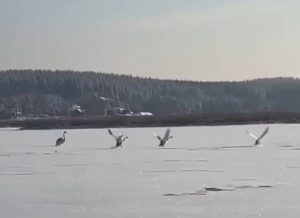 Стая лебедей осталась на зимовку на озере Тосканка в Ворсме