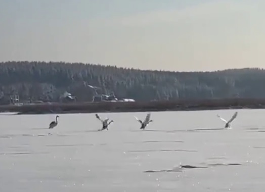 Стая лебедей осталась на зимовку на озере Тосканка в Ворсме