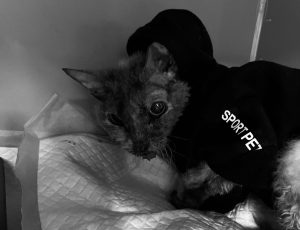 Волонтеры не смогли спасти кошку-скелета, которую хотели усыпить ее хозяева