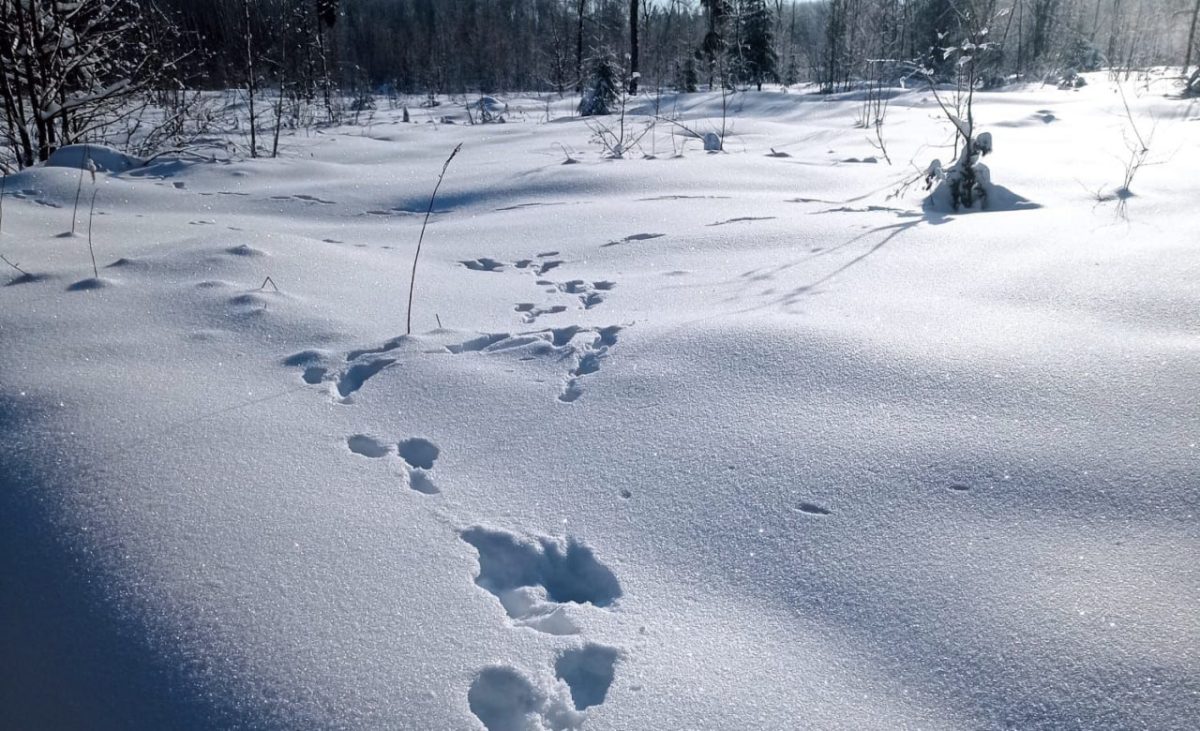 Нижегородские охотоведы пройдут 12 тысяч км в поисках следов животных