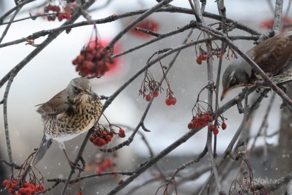 Морозные и пасмурные выходные ждут нижегородцев на этой неделе