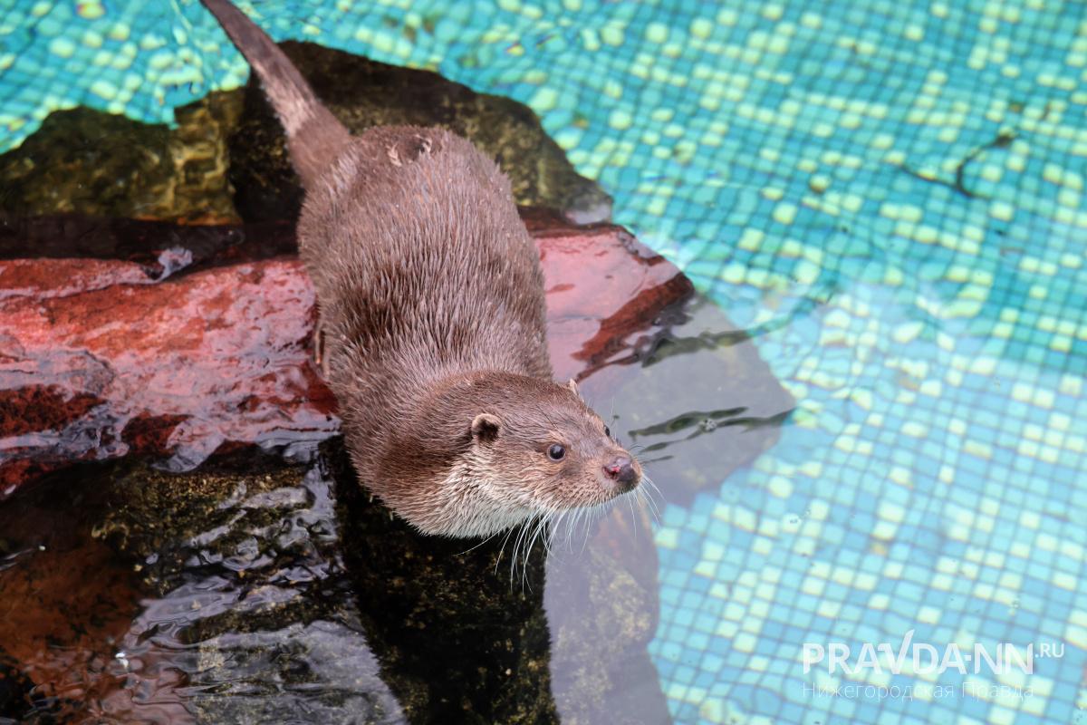 Александр Воложанин