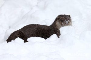 Шубка спасает: показываем, как переживают морозы животные в 