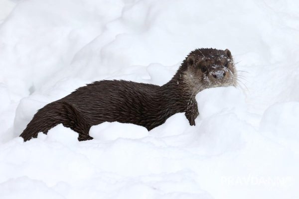 Шубка спасает: показываем, как переживают морозы животные в «Лимпопо»