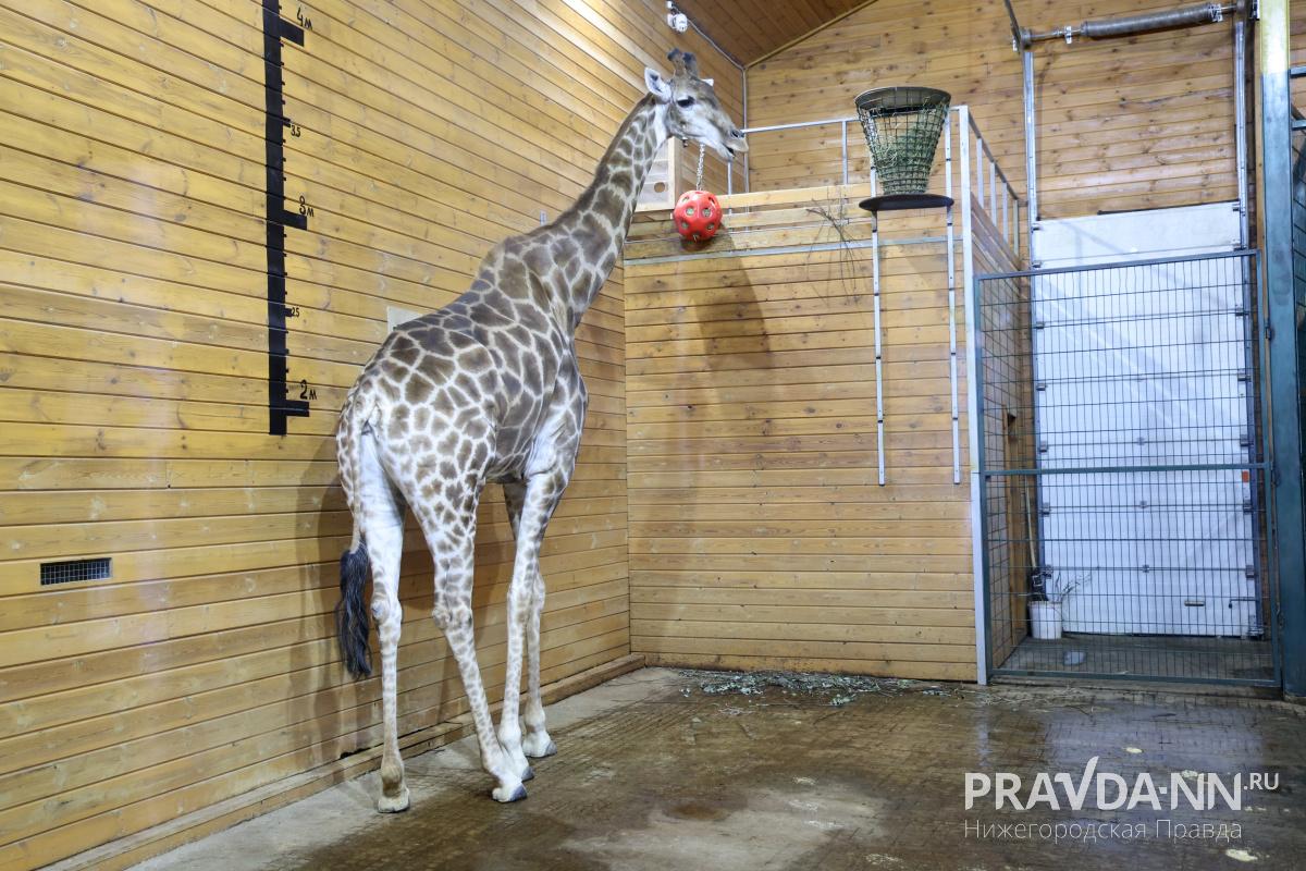 Александр Воложанин