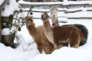 Александр Воложанин