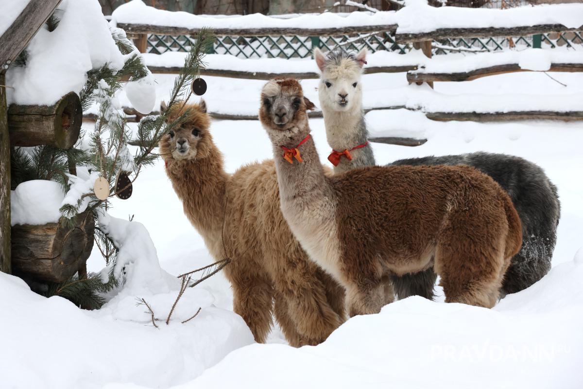 Александр Воложанин