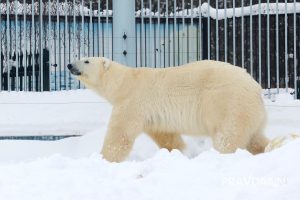 Александр Воложанин