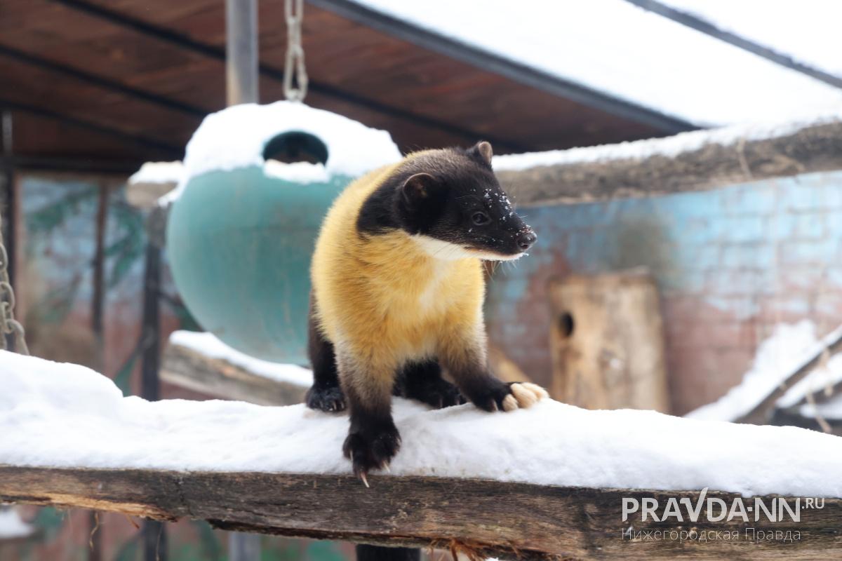 Александр Воложанин