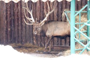 Александр Воложанин