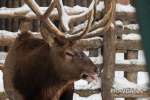 Александр Воложанин