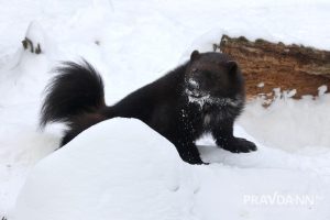 Александр Воложанин