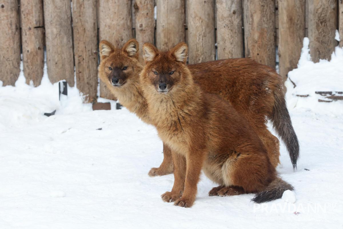 Александр Воложанин