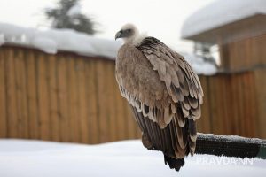 Александр Воложанин