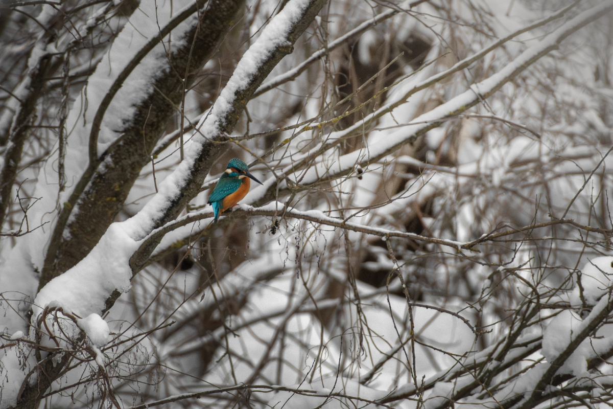 Зимородка на зимовке заметили в Нижнем Новгороде