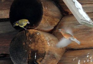 О.Ю. Гореловская