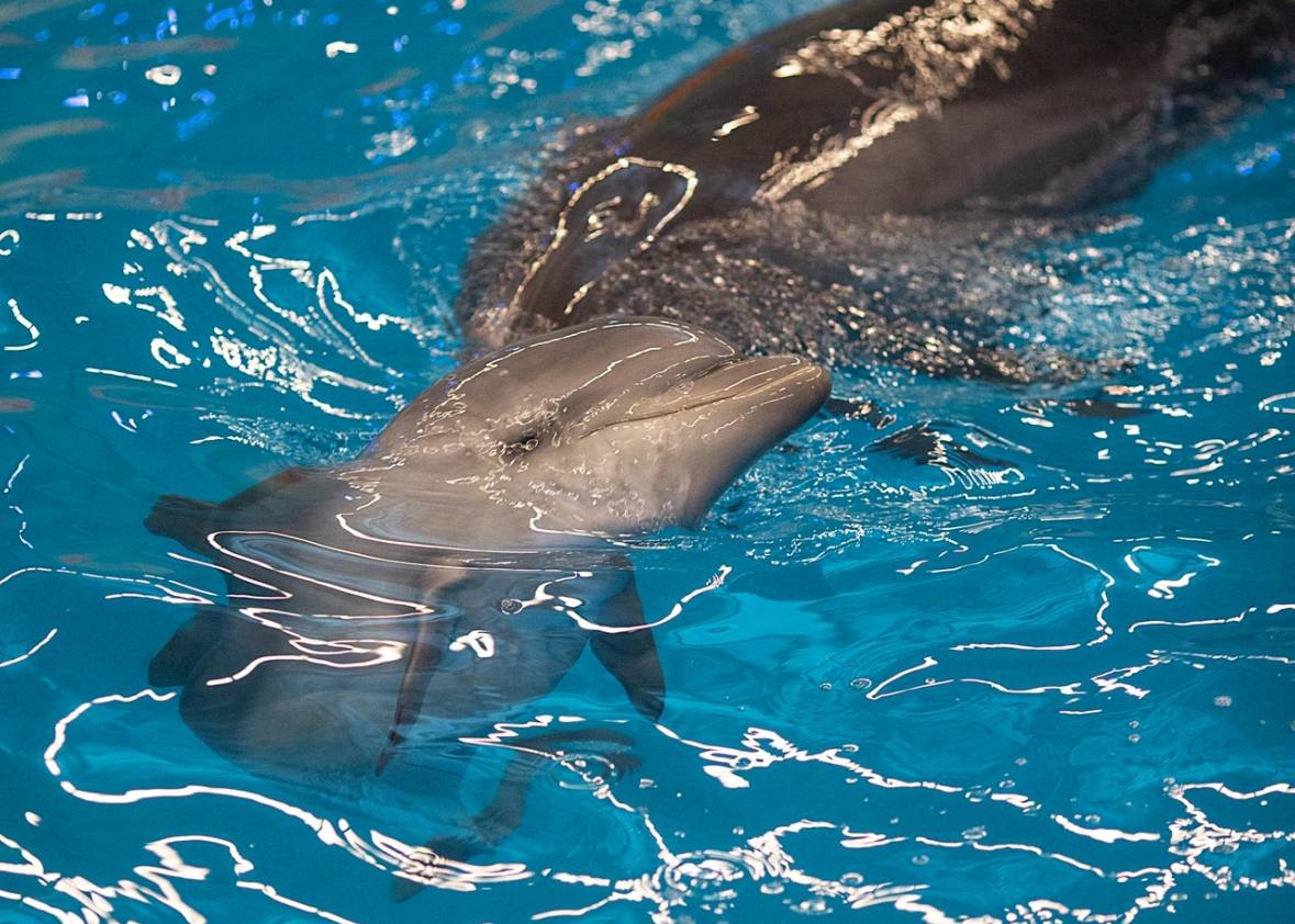 Дельфинарий в Нижнем Новгороде