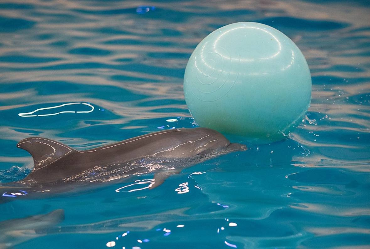 Дельфинарий в Нижнем Новгороде