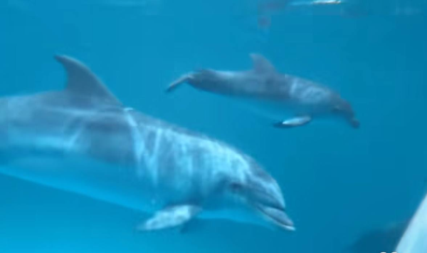 Нижегородцам показали, как вырос дельфиненок из нижегородского дельфинария