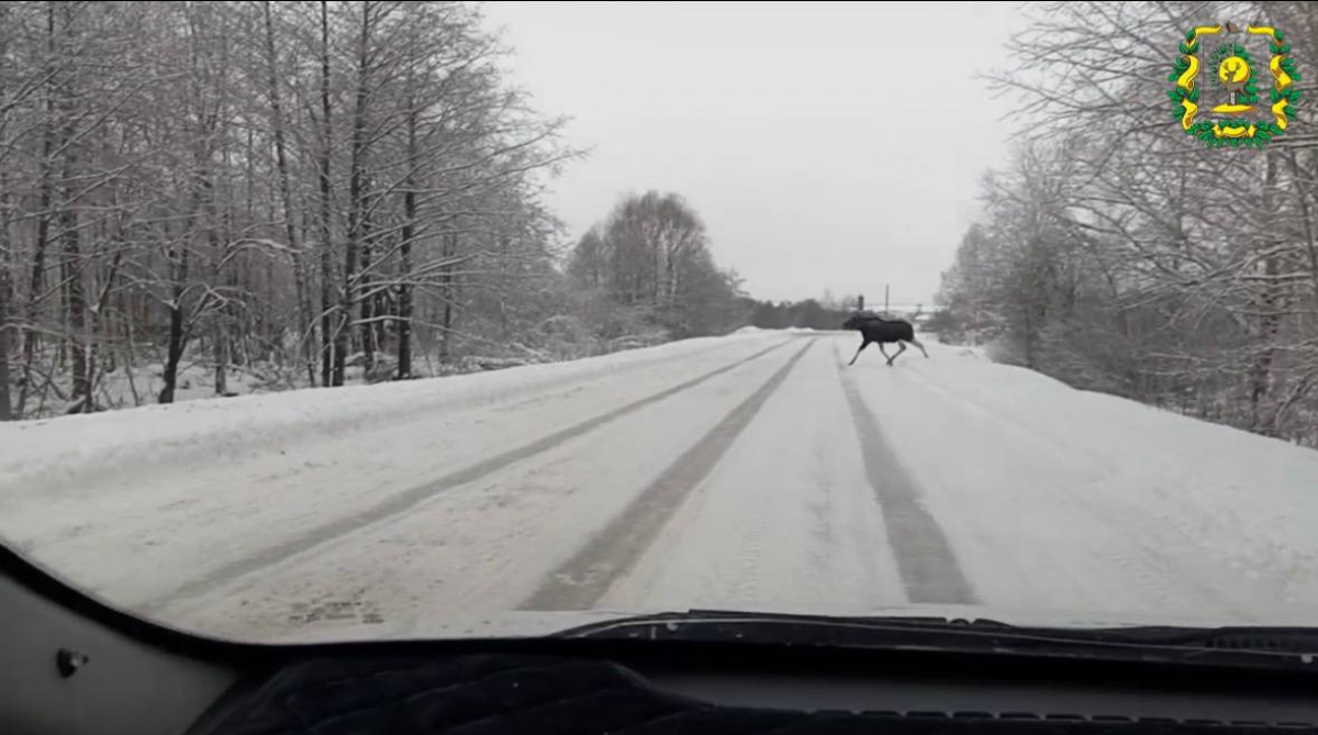 Семьи лосей заметили сразу в двух округах Нижегородской области