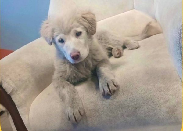 Прибившемуся к зданию «Нижегородпассажиравтотранс» щенку нашли любящую семью