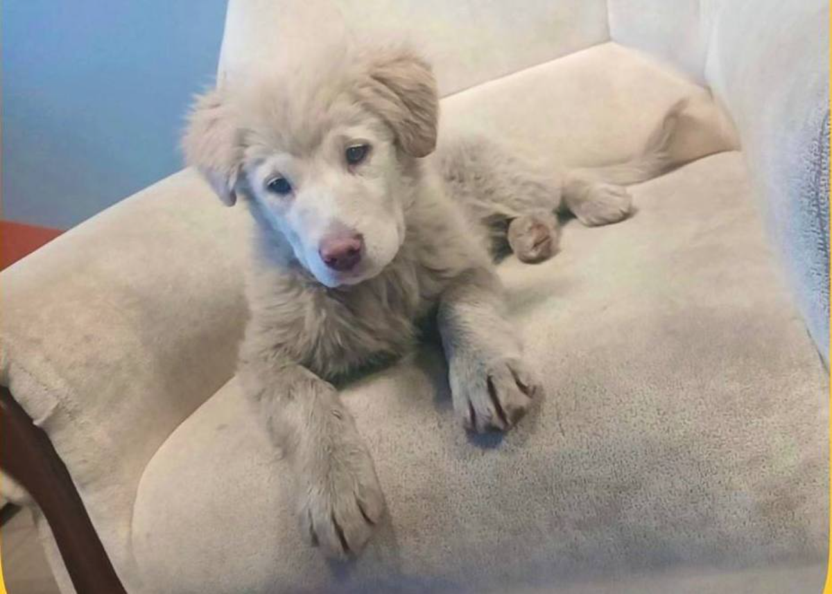 Прибившемуся к зданию «Нижегородпассажиравтотранс» щенку нашли любящую семью