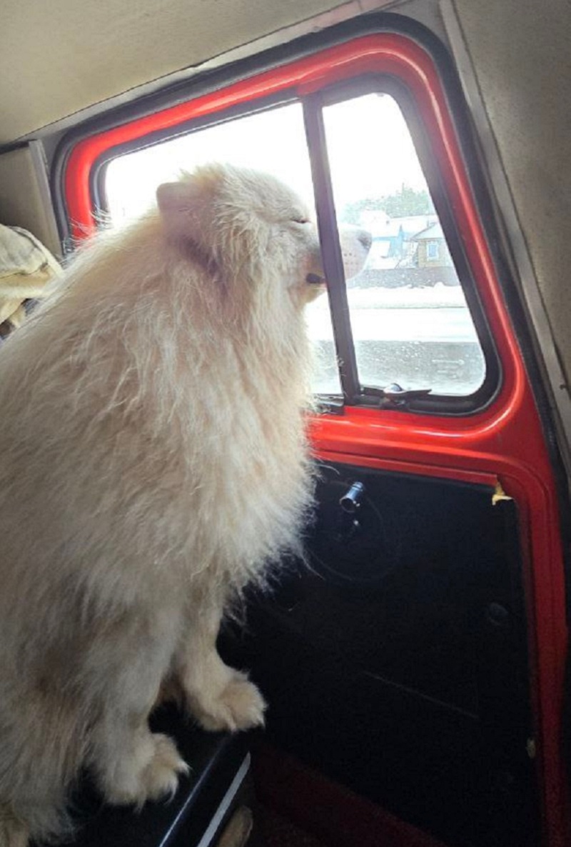 К службе Айс относится серьёзно, наблюдает за обстановкой