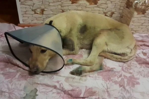 Хозяин бросил собаку умирать на морозе в Большеболдинском округе