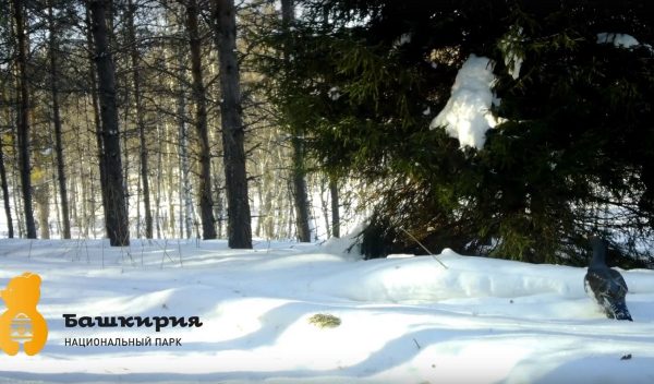 Глухари в Башкирии пообещали раннюю весну