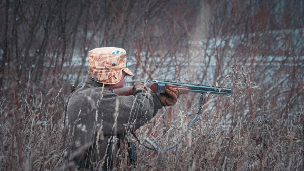 В 2025 году в Нижегородской области добыли 60 волков и 215&nbsp;лисиц