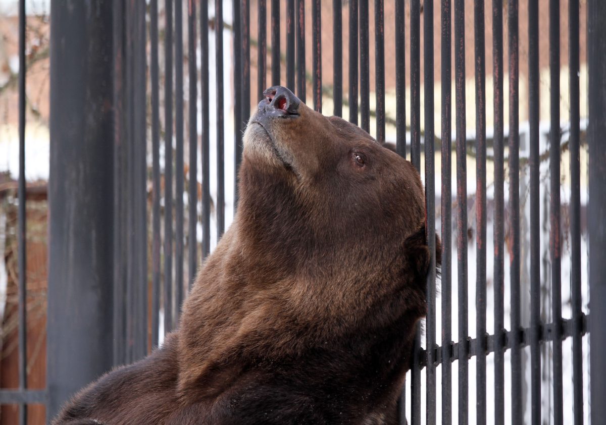 зоопарк "Лимпопо"