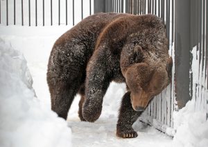 зоопарк "Лимпопо"